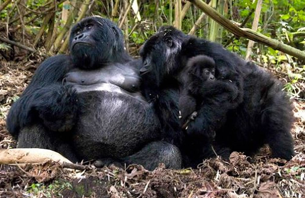 Nyakagezi Gorilla Family