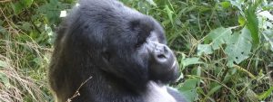 Mgahinga Silverback Gorilla