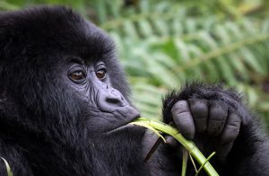 What Do Gorillas Eat?