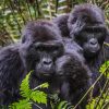 Go Gorilla Trekking & Support Conservation