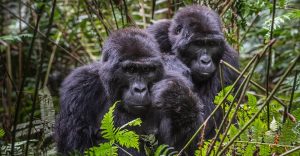 Bwindi Mountain Gorillas
