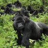 Top 10 Gorilla Trekking Tips for 2022 Travels