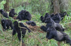 Rwanda Gorilla Family