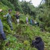 Practical Tips to Enjoy a Gorilla Trek