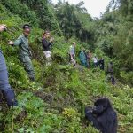 Practical Gorilla Trekking Tips