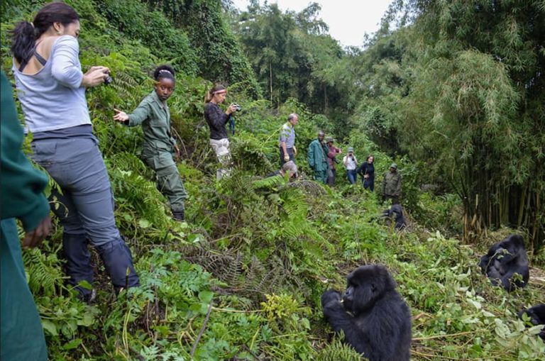 Practical Gorilla Trekking Tips